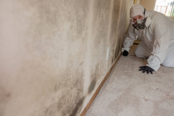 Best Dehumidification Services  in Howland Center, OH